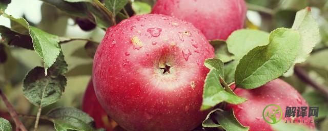 苹果核中的苹果籽有毒吗(苹果籽是否有毒)