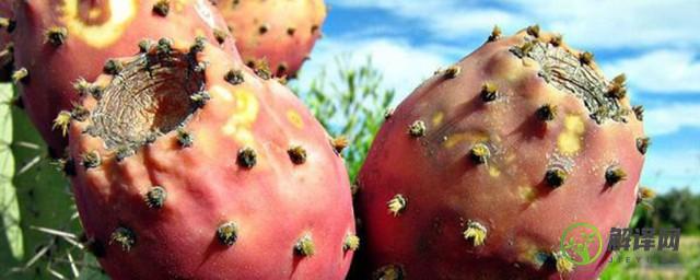 仙人掌果的籽能吃吗吃多了有什么影响