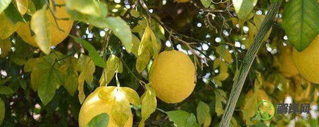 柠檬树的风水意义家里种柠檬树好吗