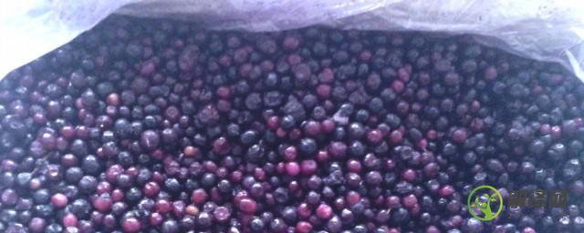 野生蓝莓果汁的保存方法(野生蓝莓汁能保存多久)