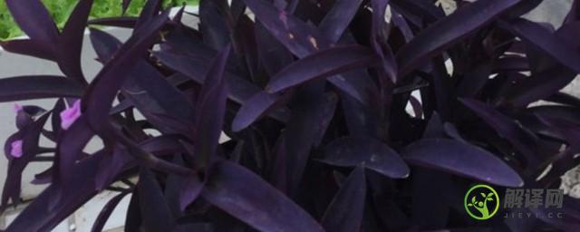 紫鸭趾草有毒吗(紫鸭趾草是紫罗兰吗)