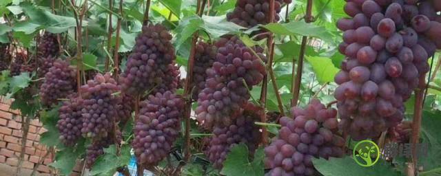 茉莉香葡萄种植方法步骤(茉莉香葡萄怎么种植)