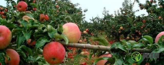 苹果的生长习性和形态特征的详细介绍