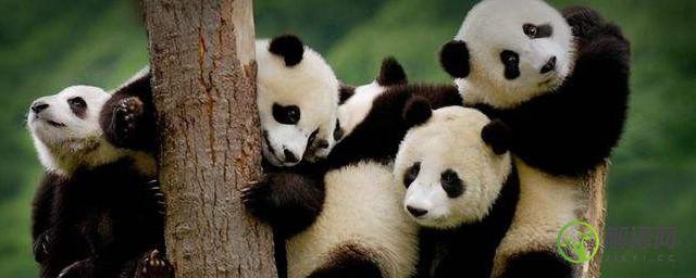 大熊猫最爱吃竹子其实是(大熊猫最爱吃竹子是毛竹还是青川箭竹)