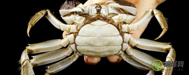 螃蟹一般蒸多长时间能熟能吃(螃蟹蒸熟多久能吃)