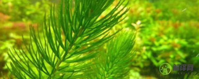 金鱼藻和绿菊的区别(绿菊和金鱼藻哪个好)