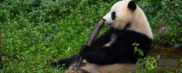 大熊猫一般睡几个小时(大熊猫睡几个小时的觉)