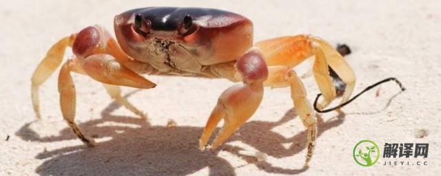 螃蟹习性(螃蟹的特征)