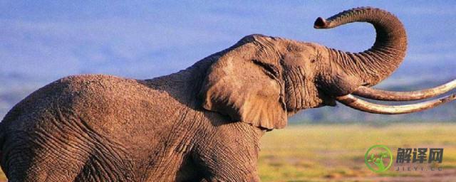 一什么大象一头还是一只(大象是一个还是一头还是一只?)