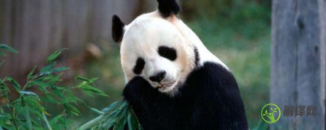 介绍大熊猫的外形和特点(介绍大熊猫的外形和特点150字)
