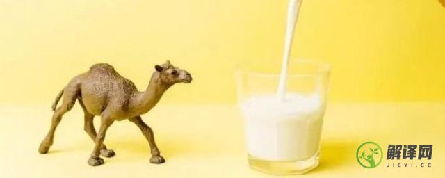 骆驼鲜奶的正确食用方法(新鲜的骆驼奶怎么食用)
