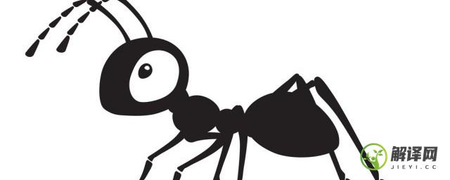 红火蚁的天敌(红火蚁的天敌是什么动物)