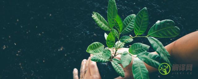 哪些植物不能用椰砖(哪些植物不能用椰砖种植)