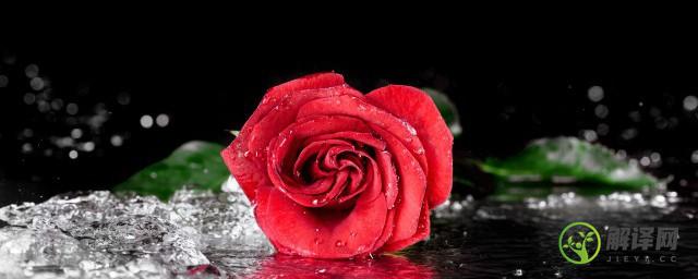 向女生表白送什么颜色的玫瑰(向女生表白送什么颜色的玫瑰花比较好)