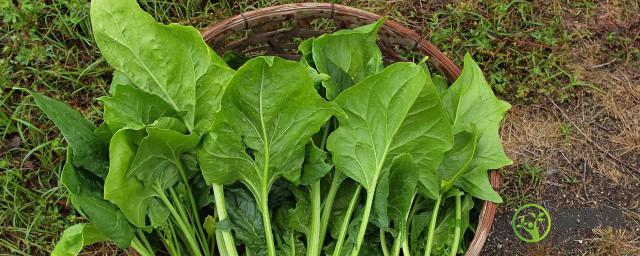 鹦鹉菜菠菜种植的方法有哪些(菠菜可以喂鹦鹉吗)