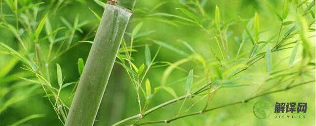 养护竹子的注意事项(养竹子的方法和注意事项)