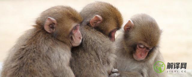 戴帽叶猴属于国家几级重点保护野生动物
