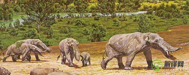 亚洲象迁徙的原因(亚洲象为什么向北迁徙)