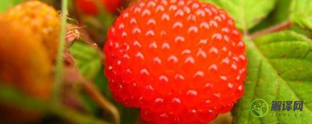 山莓能吃吗(野山莓可以吃吗)