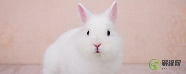 小白兔的外形特点和生活特征(小白兔的外形特点和生活特征300字)