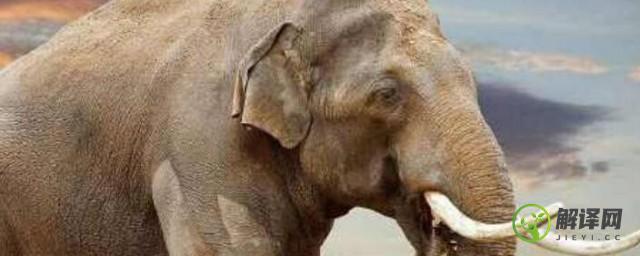 亚洲象是濒危野生动物吗(亚洲象是濒危动物吗?)