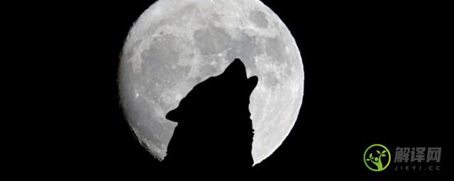 月圆之夜狼为什么会叫(月圆狼为什么要叫)