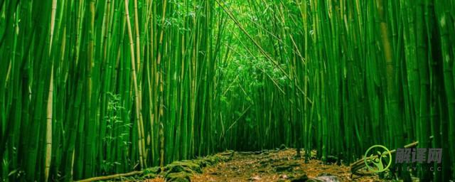 竹荪是竹子的什么部位(竹荪是长在竹子里吗)