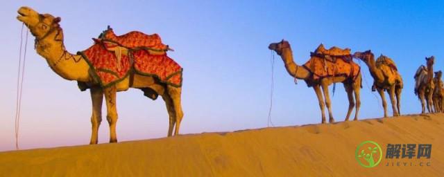 骆驼有多重(世界上最大的骆驼有多重)