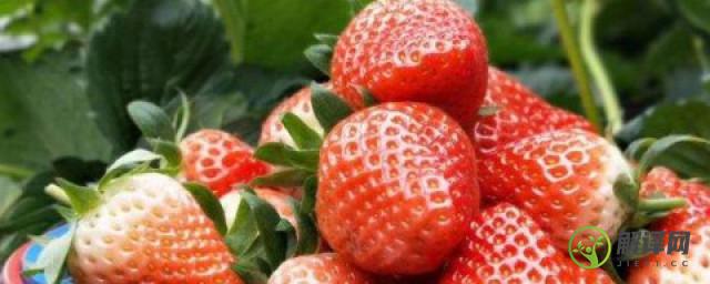 草莓的特点怎么描述(草莓的特点怎么描述一年级)