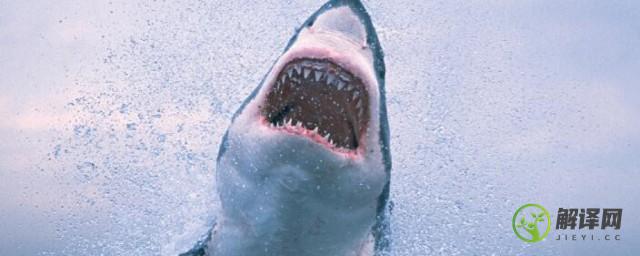 鲨鱼的牙齿可以无限生长吗(鲨鱼的牙齿会不停生长吗)