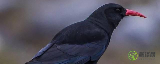 松赞林寺的黑鸟是什么(松赞林寺黑色的鸟是什么鸟)