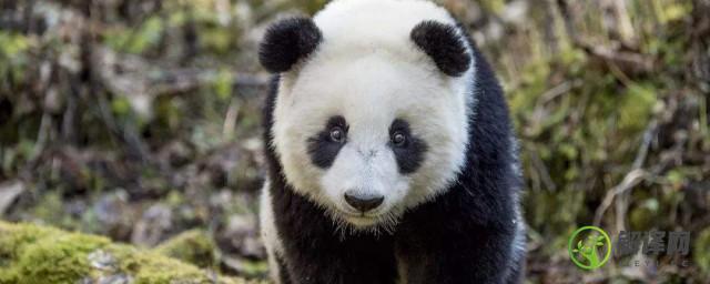 大熊猫的种类有哪些(大熊猫有哪几种)