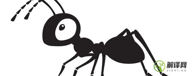 怎么去除家里的蚂蚁(怎么去除家里的蚂蚁和潮虫)