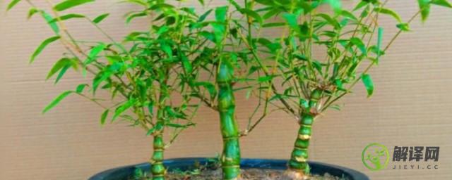 盆栽竹的养殖方法和注意事项(盆栽竹子的养殖方法和注意事项)
