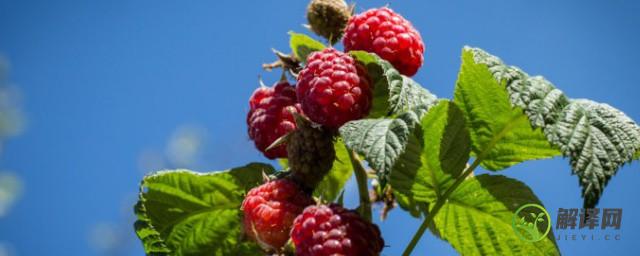 树莓怎么种植(树莓怎么种植技术视频)