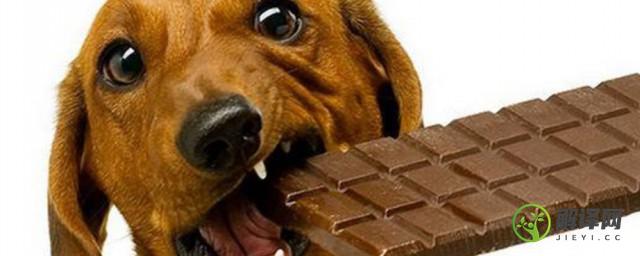 狗可以吃巧克力吗(泰迪狗可以吃巧克力吗)