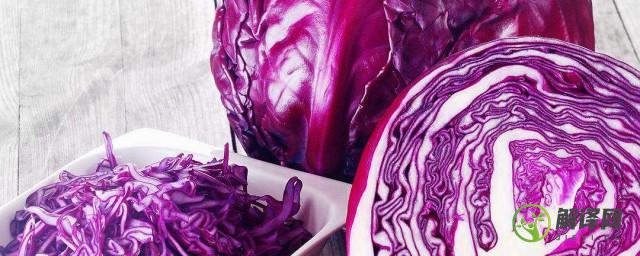 紫色的包菜叫什么(紫色的包菜叫什么紫甘蓝怎么吃)
