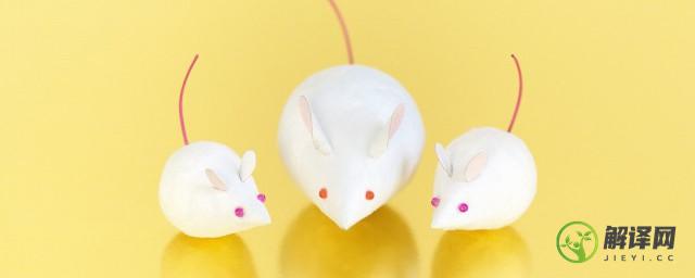 实验小白鼠为什么科学家都用小白鼠做实验