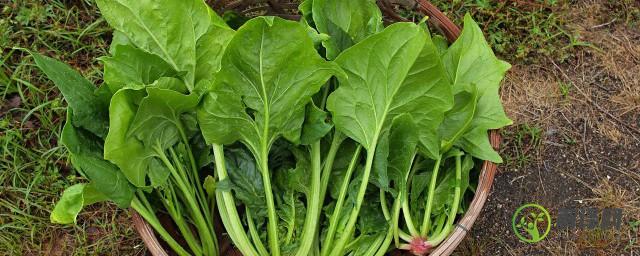 怎样种菠菜出苗快发芽技巧有哪些
