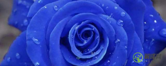 蓝玫瑰适合送什么人有哪些不同的寓意