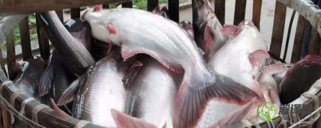 湄公鱼是海鱼还是河鱼(湄公河鱼是海鱼吗)