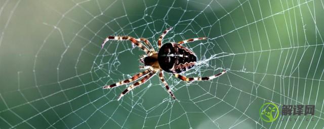 蜘蛛网的成分是什么(蜘蛛网的成分主要是什么)
