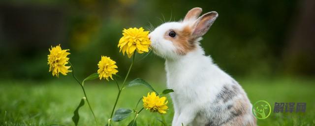 兔子寓意(白色兔子寓意)
