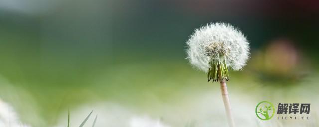 蒲公英的花可以做什么(蒲公英的花可以做什么东西)