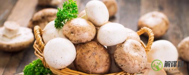 蘑菇的功效和作用蘑菇的营养价值