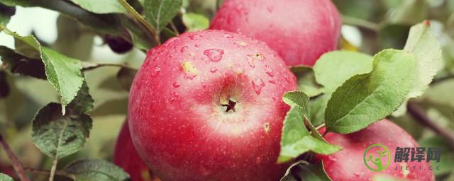 烧苹果的功效与作用(苹果烧起来吃的营养和功效)