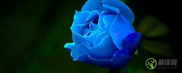 蓝玫瑰的含义是什么(蓝玫瑰的含义是什么英文)