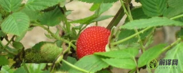 空心泡和树莓的有什么不同(跟树莓长得很像的果子)