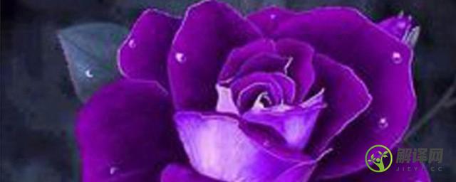 紫色玫瑰代表什么(紫色玫瑰代表什么花语)