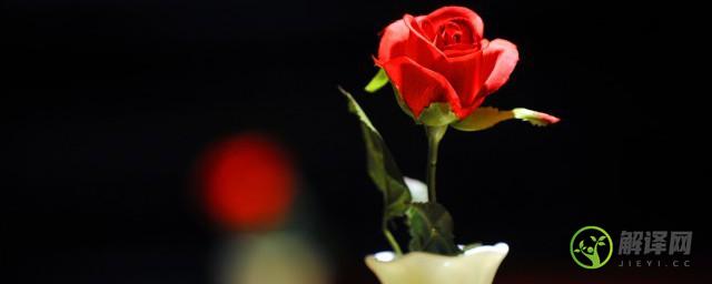 一朵玫瑰代表什么(男人送女人一朵玫瑰代表什么)